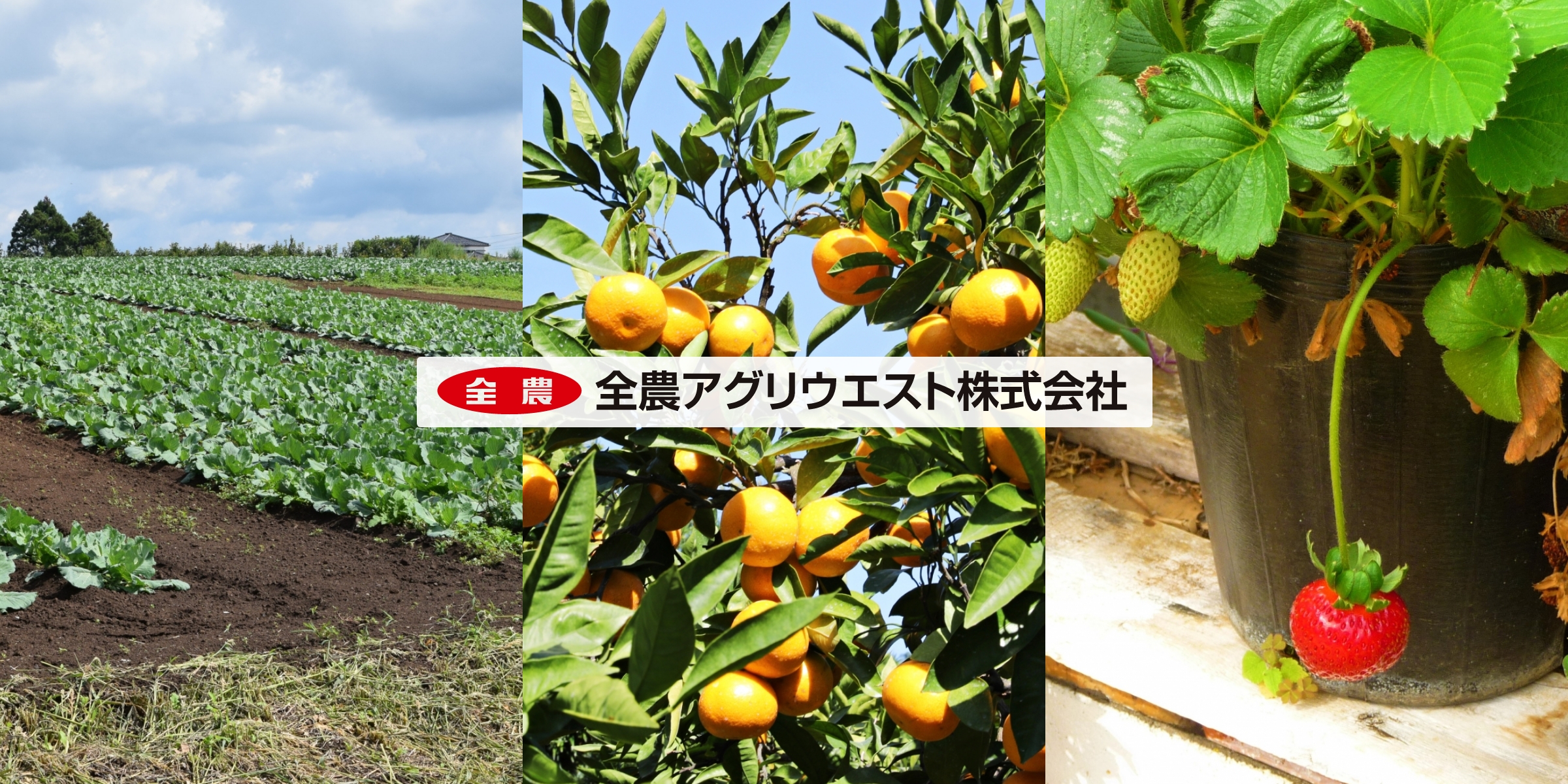 JBあきさかり502|基肥一発|水稲|(全農アグリウエスト株式会社) JBあきさかり502|基肥一発|水稲|(全農アグリウエスト株式会社)